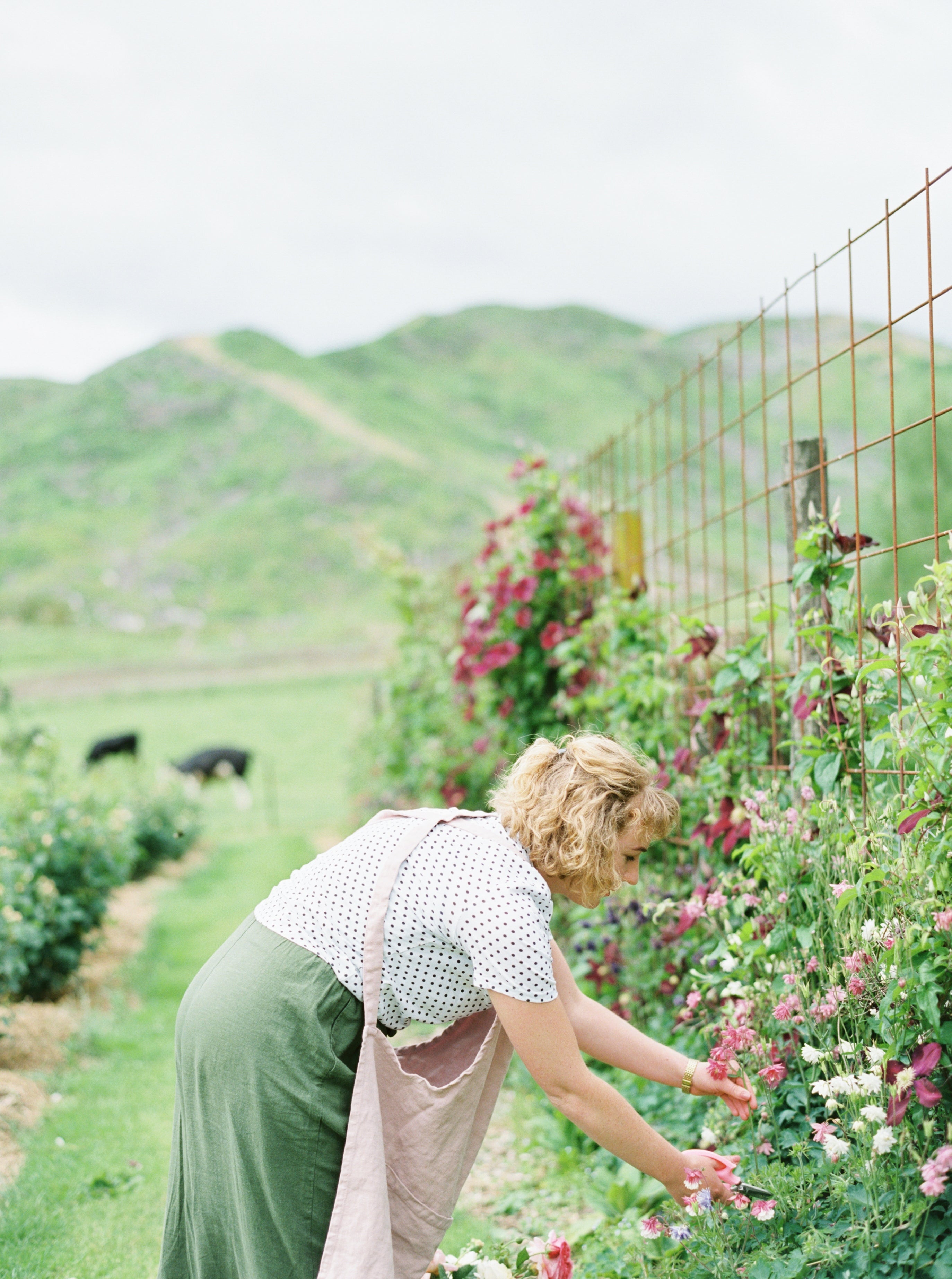 A florist in a pink apron in a cutting garden