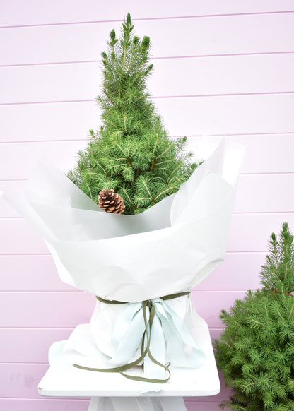 Potted Christmas tree ready to decorate – sustainable Christmas gift