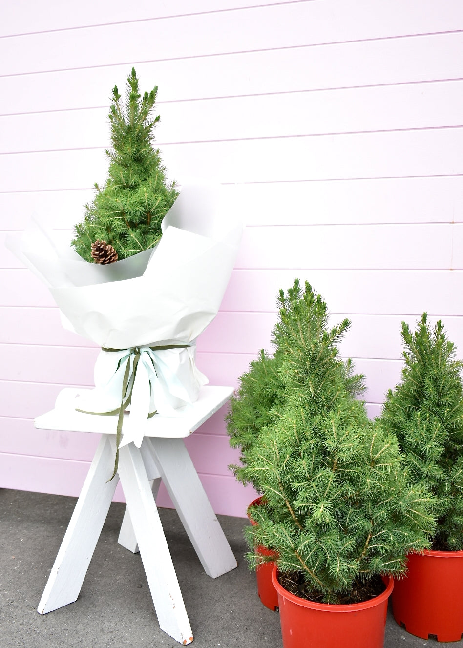 Living Christmas tree in pot – fresh and green, Christchurch florist
