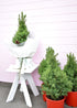 Living Christmas tree in pot – fresh and green, Christchurch florist

